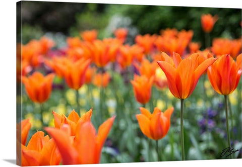 London Tulips