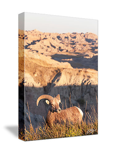 Badlands Bighorn Sheep