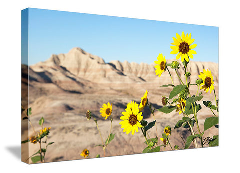Badlands Sunflowers