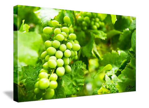 Wine Grapes