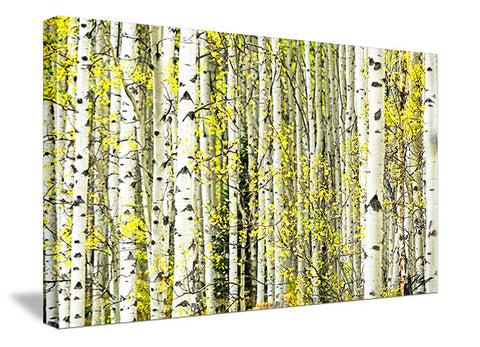 Aspen Tree Grove