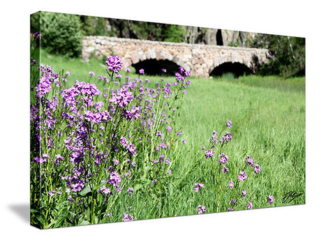 Black Hills Flowers