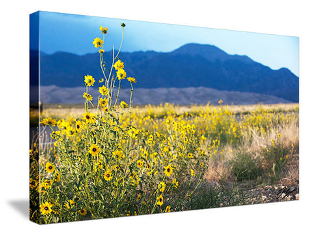 Sand Dunes Flowers