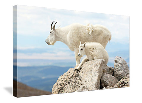 Mountain Goats